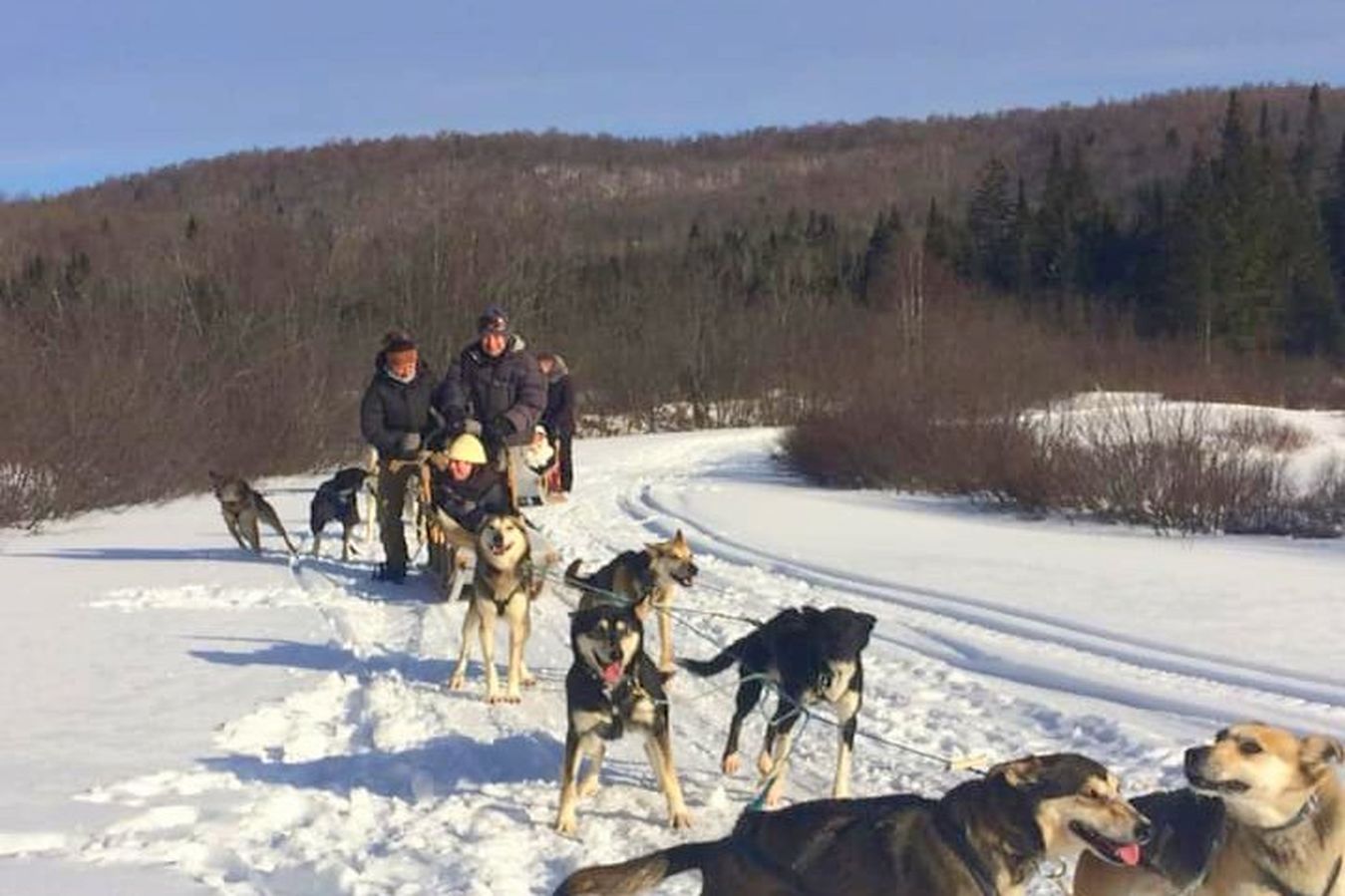 dog sledding in Mont Tremblant at Bel Air Bubble Hotel